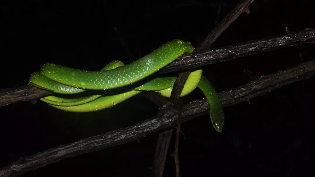 我眼中的绿是什么样的,我眼中的翠青蛇全集