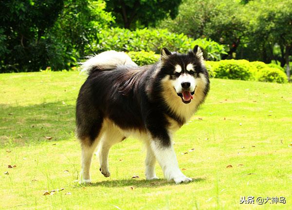 犬科叫兽阿拉斯加雪橇犬,阿拉斯加半岛有阿拉斯加雪橇犬