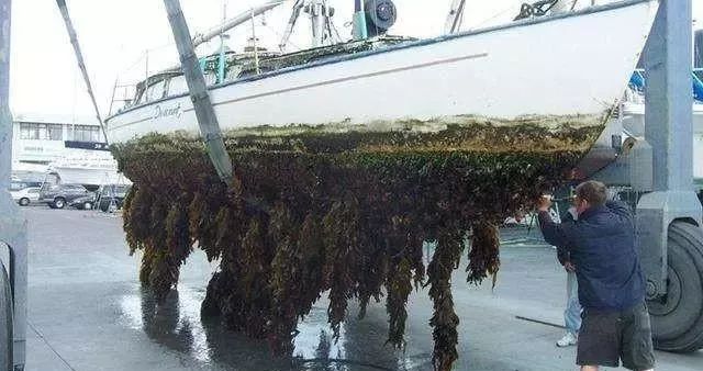 极限工作之船底清洁：虽说大船底能刮好几十吨海鲜，你敢去吃吗？