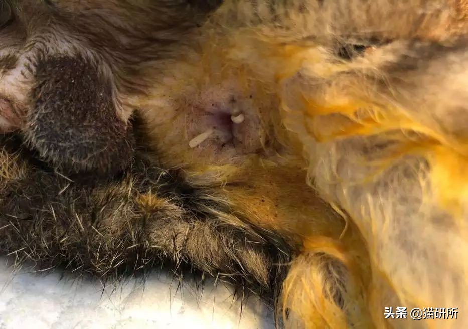 怀疑猫咪身上有虫怎么检查,怀疑猫咪中毒应做什么检查