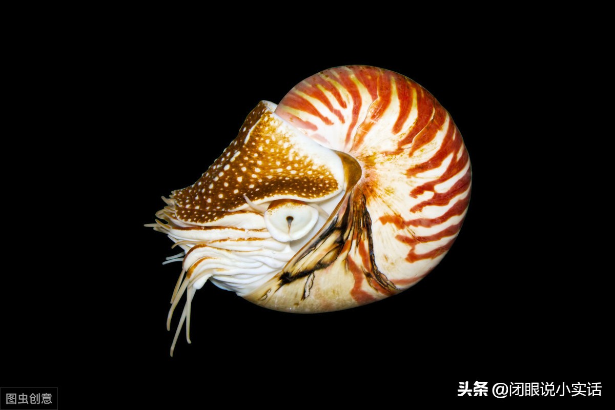 史前活化石鹦鹉螺,世界十大活化石鹦鹉螺