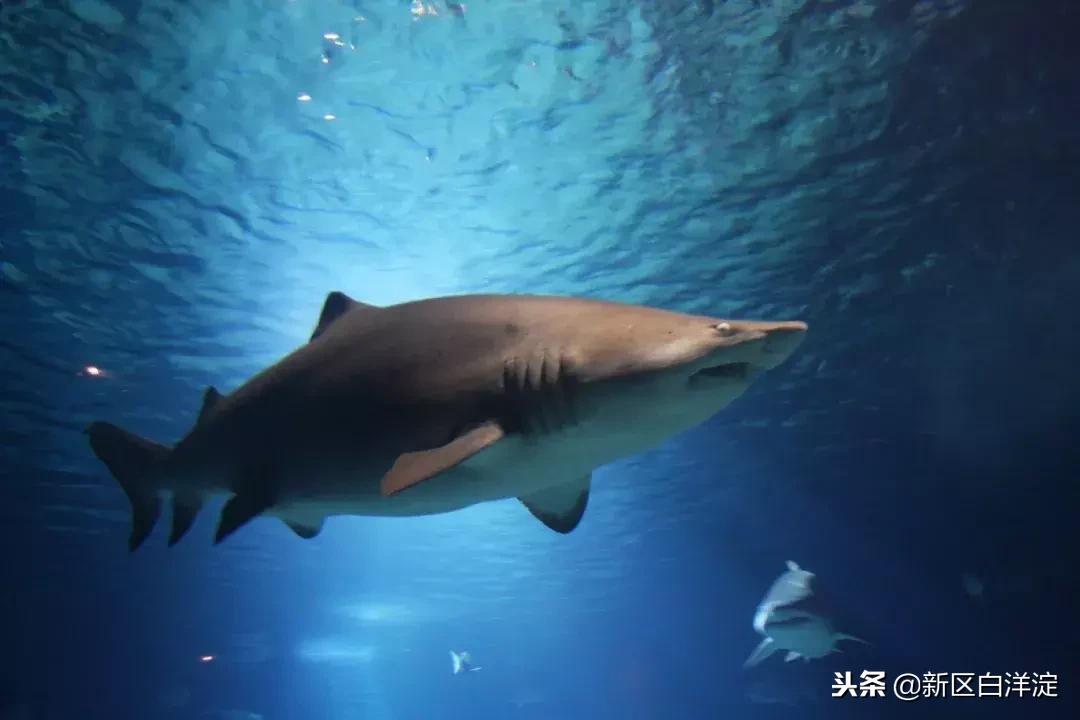 白洋淀纪事真实故事,真实的白洋淀传说