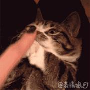 我脖子上的草莓，是猫咪种的