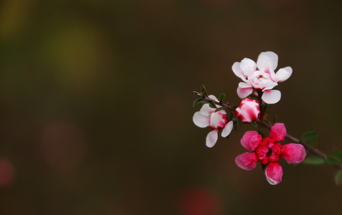 梅花有精油吗,梅花的神奇功效