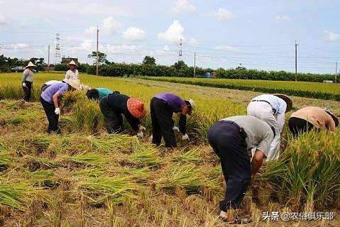国庆小长假,出去浪不如回老家收庄稼,儿时这5种农活你做过哪些