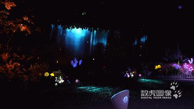 属虎,数虎图像深圳