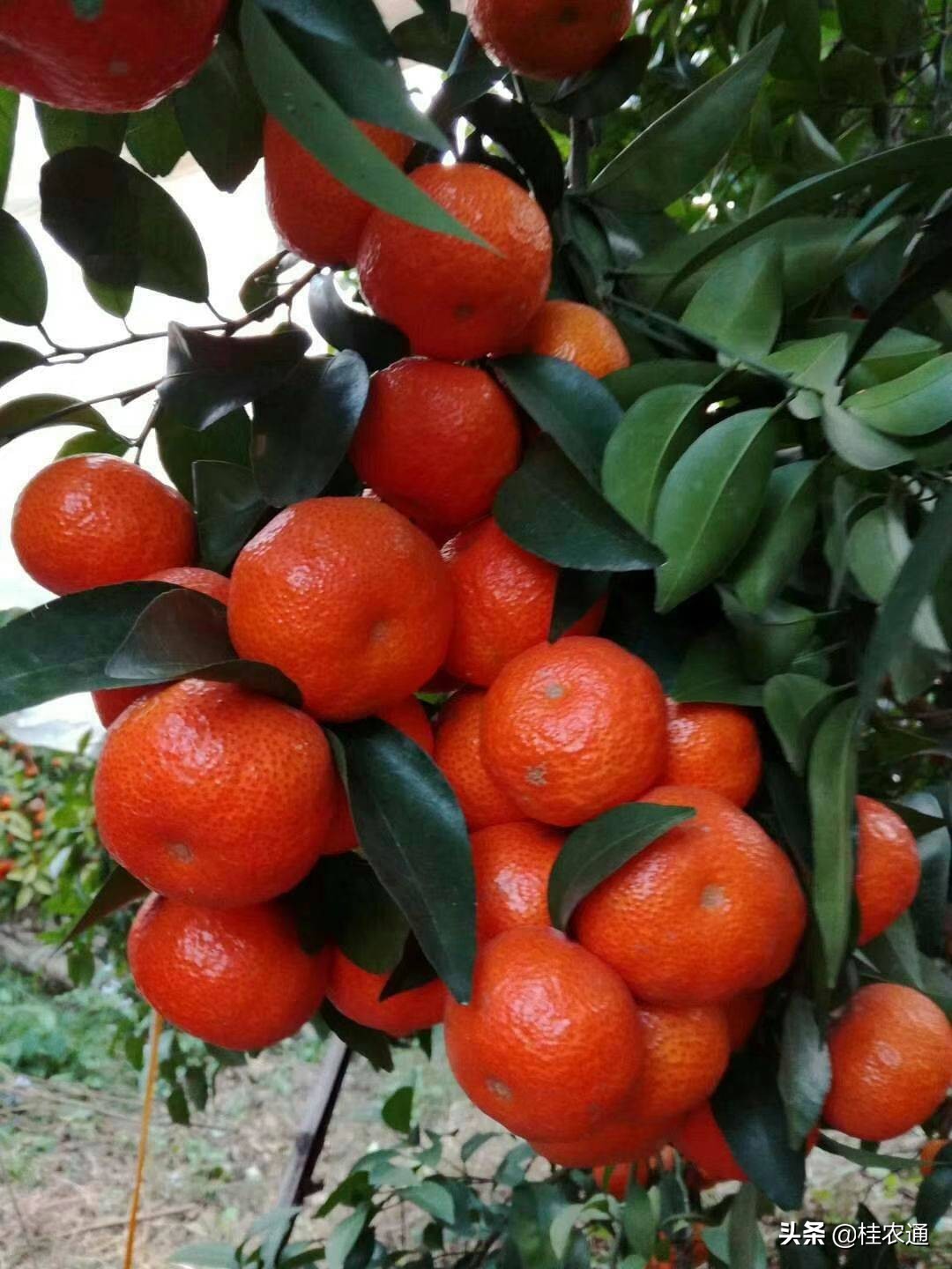 广西沙糖桔严选,优果优品沙糖桔