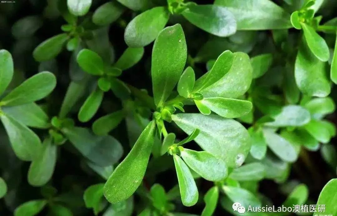 冻龄的活性成分,明星的抗老成分