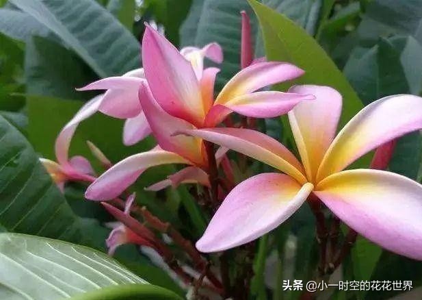 花花世界很美好下一句,花花世界很独特