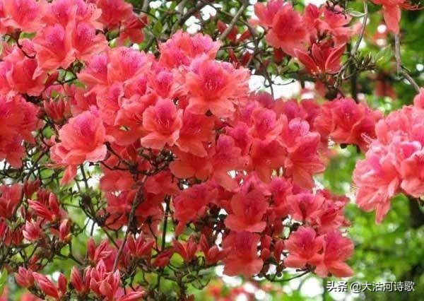 致敬中国英烈诗词,纪念先辈缅怀英烈的诗句