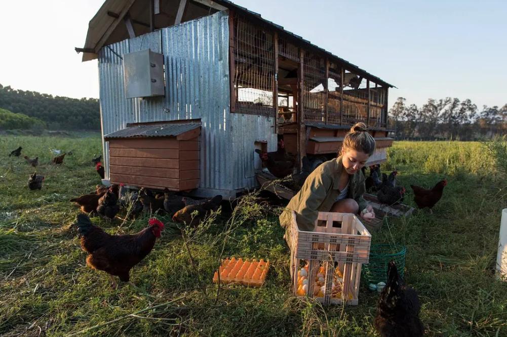 十年前，一对美国夫妻为了流浪狗买下1200亩的荒地，现在年入千万