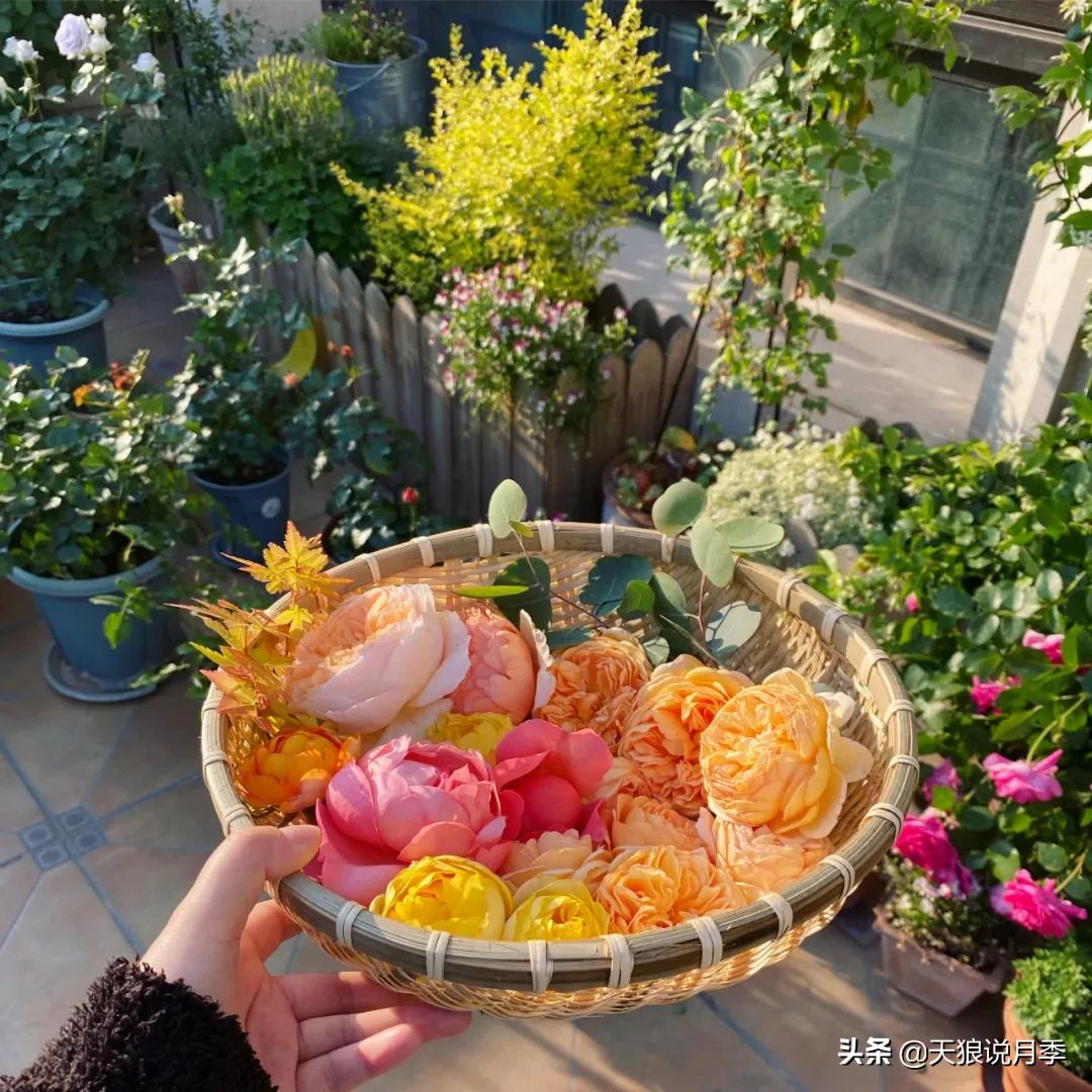 花友家的春花都开爆爆爆了，快来云赏花！（上）