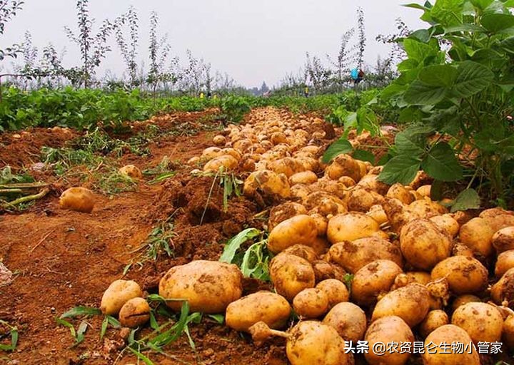 土豆根腐病用什么肥,土豆茎基腐病如何治愈