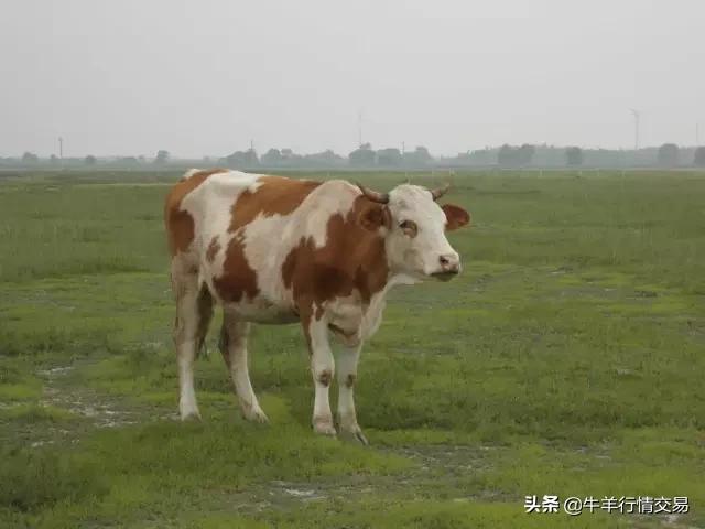 牛常见品种有哪些,牛的品种介绍及图片