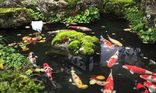 鱼病防治过程中六种常用给药方法,记住这6点甲状腺疾病控制不再难