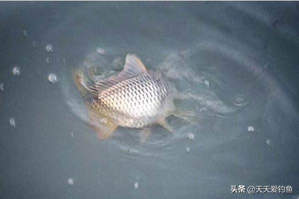 鲤鱼窝料老坛打窝怎么样,专攻鲤鱼打窝料配方24味中药