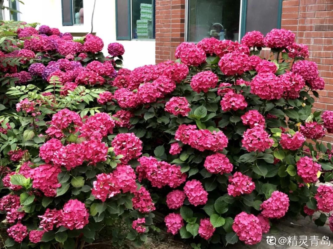 天竺葵怎么扦插容易成活图片,冬季天竺葵扦插怎样成活率高