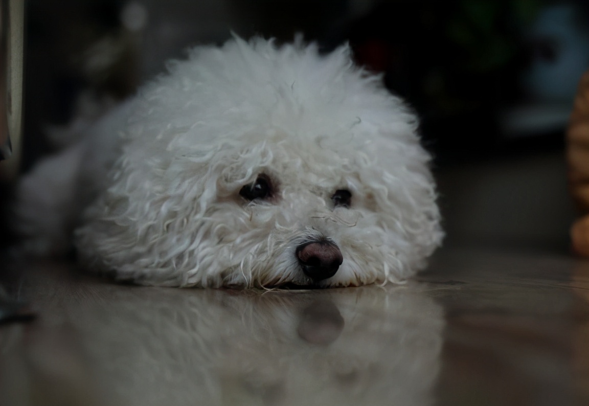 比熊犬吃东西,比熊犬缺乏微量元素吃什么