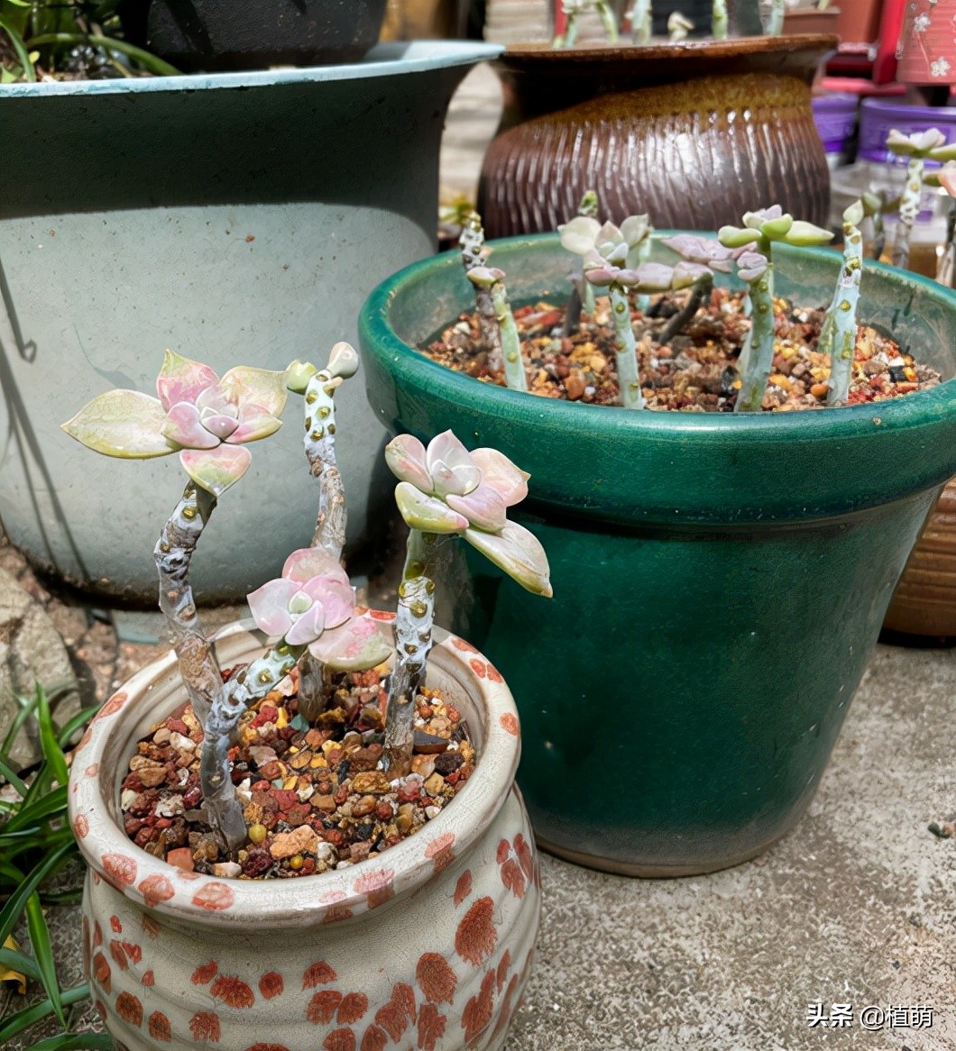 紫乐度夏的正确方法,紫乐光杆子怎样可以爆侧芽