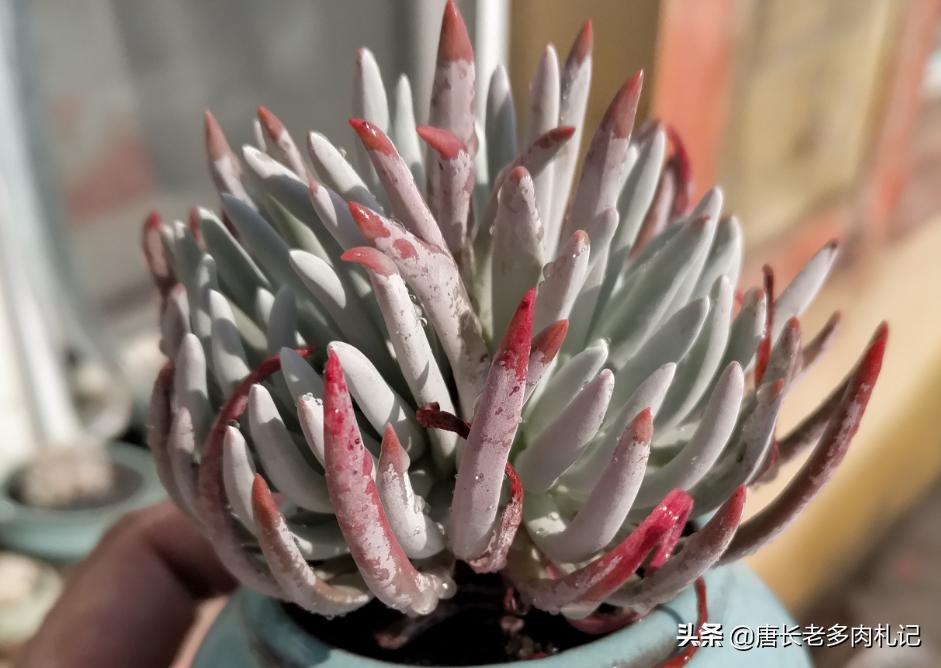 杜爱丽丝多肉怎样养,多肉爱杜丽丝用什么土种好