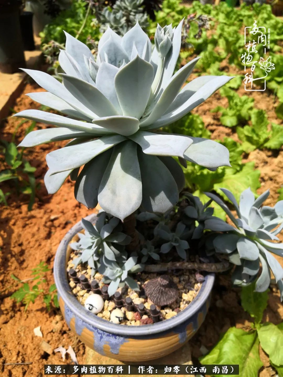 人生转个弯，在小院遇见落入凡间的多肉小精灵