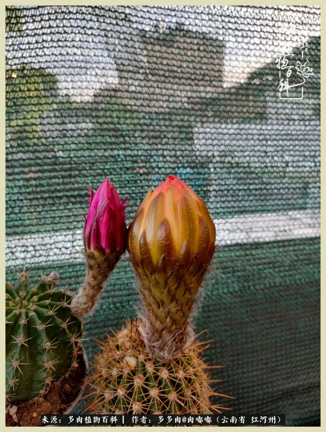 这个春天我们一起去赏花,这个季节我们一起去看花