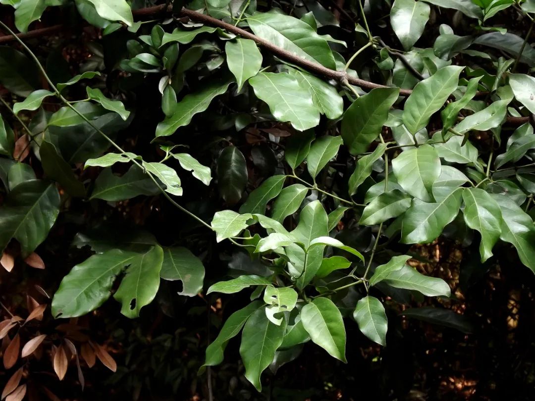 这种植物花不是花,果不是果,但还挺好吃