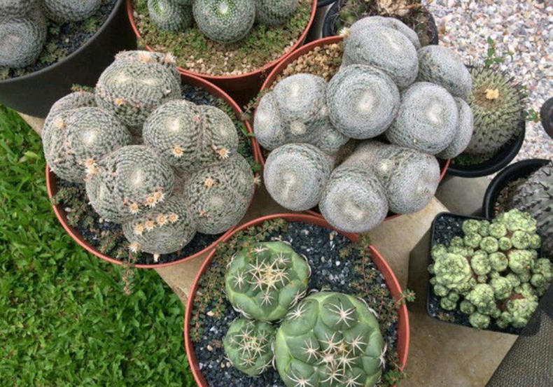 仙人球出现烂洞怎么处理,仙人球头顶上开始烂了怎么办