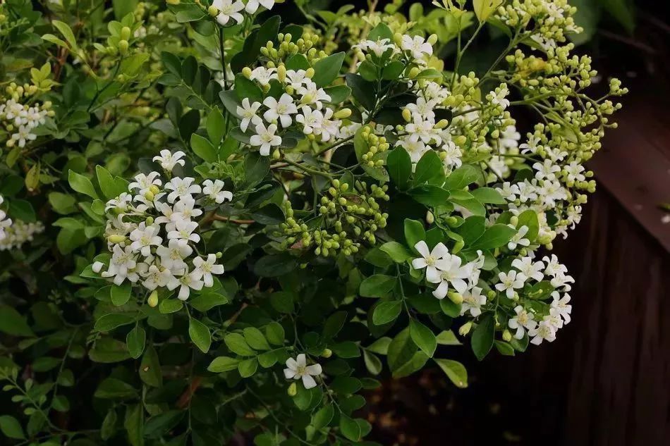 看到花的时候,不知是什么花?那就收下这份百花图谱