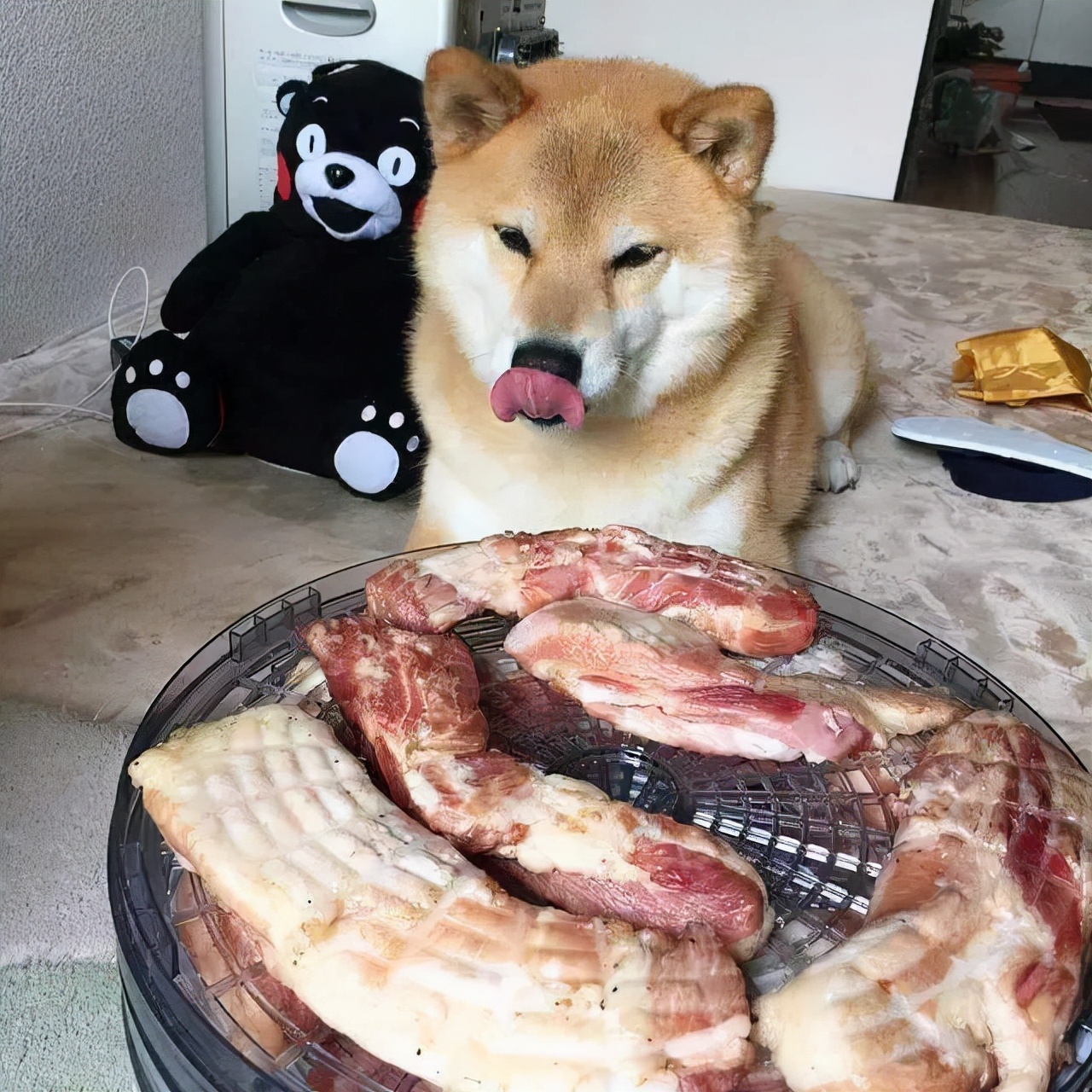 狗子总是舔主人代表什么,狗狗知道主人亲它的含义吗