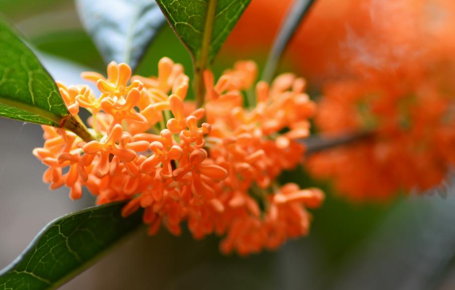 黄正华|客寄他乡两鬓秋,梦回少小一无忧(原创诗词十五首)