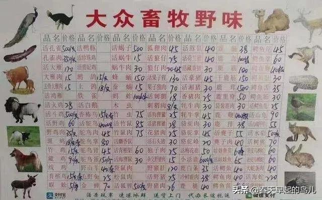 穿山甲报应,报应啊