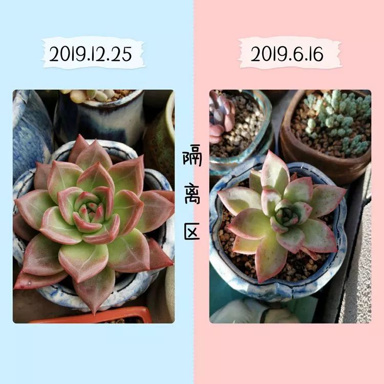 适合北方阳台党养的多肉,适合养在北阳台的多肉