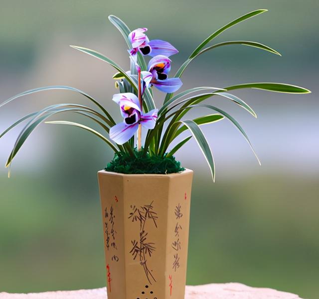 什么兰既有观赏性又香,哪种兰开花又香又好看