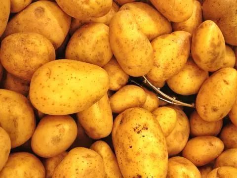 土豆快速发芽办法,土豆发芽怎么处理后可以吃