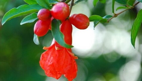 红楼梦群芳夜宴花语,红楼梦花语解读