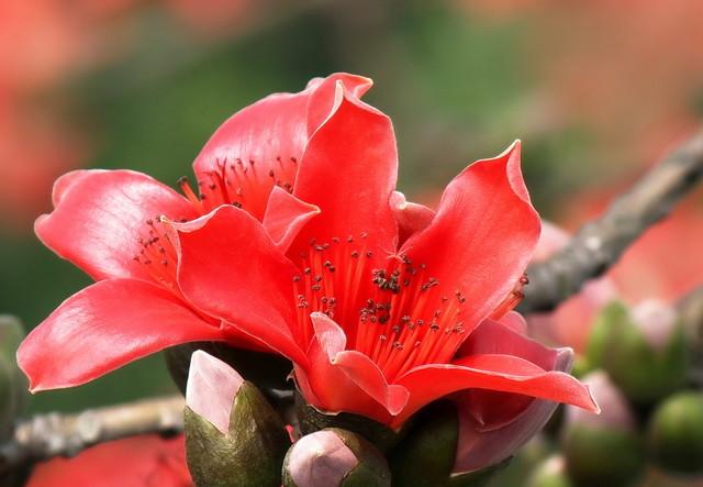 浓须大面好英雄，壮气高冠何落落，木棉花岂可用娇柔妩媚来形容