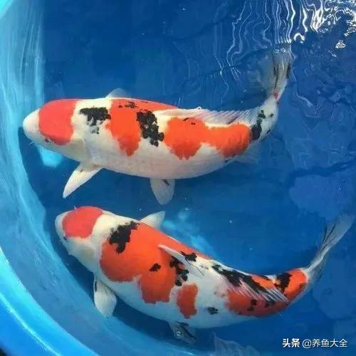 日本锦鲤的治疗方法,锦鲤病的防治方法视频讲解