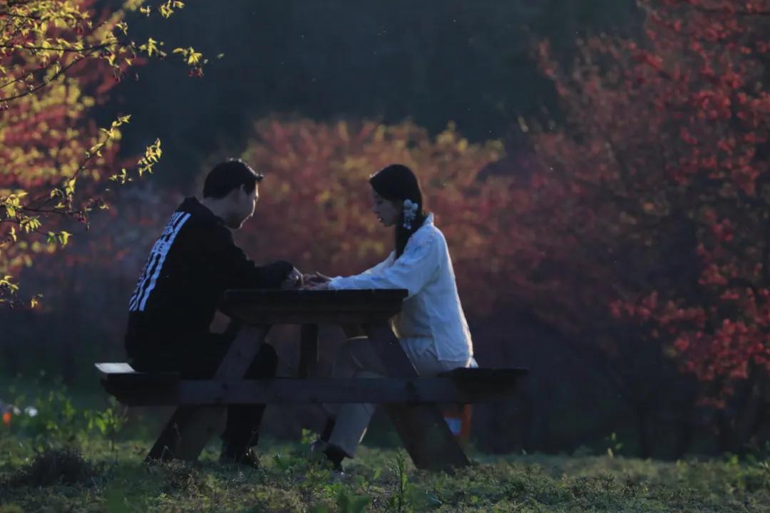 好嗨“游”（11）|这一片早樱还不去赏，错过又得等一年