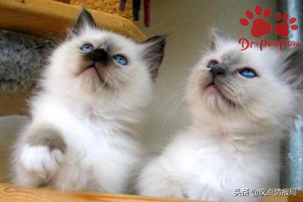 普安特猫咪内驱靠谱吗,普安特猫咪用量