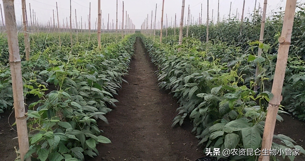 豆角烂根病特效药,豆角根腐病烂蔓吗