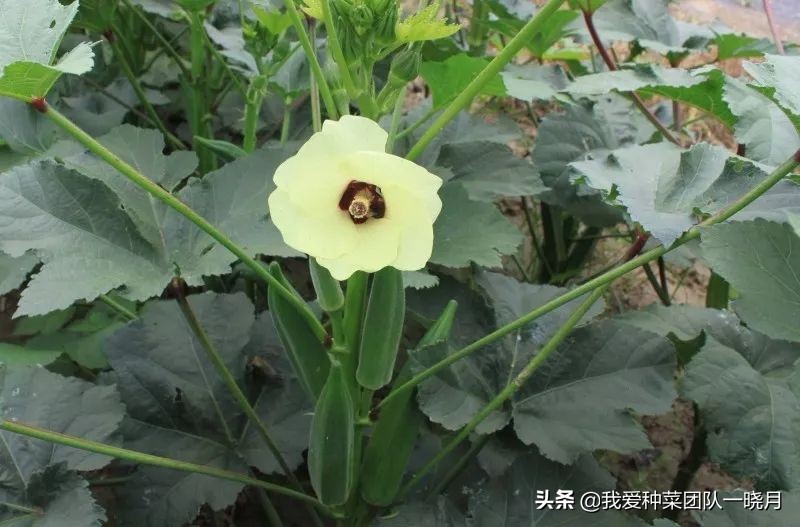 秋葵种植技巧和方法,秋葵出苗后多大可以移栽花盆里