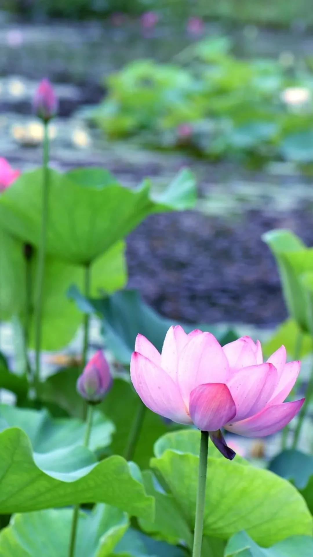 游玩赏荷花景点推荐,国家4a级景区荷花花海介绍