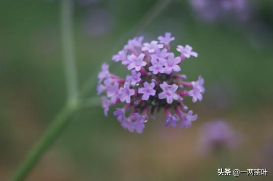 鲁西南方言牛和狗,鲁西南和鲁南方言