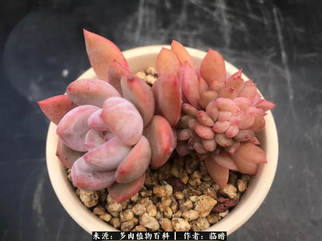 多肉带给我的感情,多肉给人们带什么作用