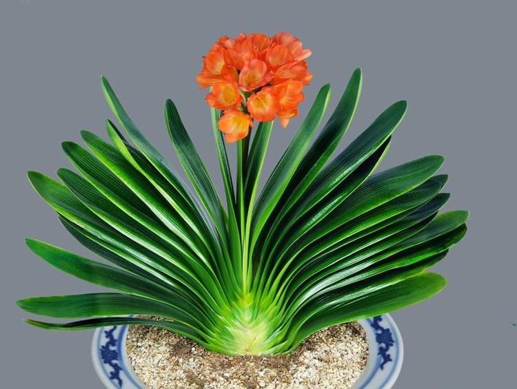 这“38种花”,当你开始收集品种时,你已入坑颇深