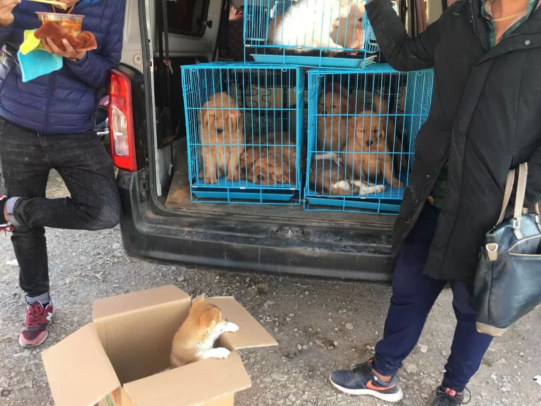 狗市1000块买柴犬,狗市松狮犬出售