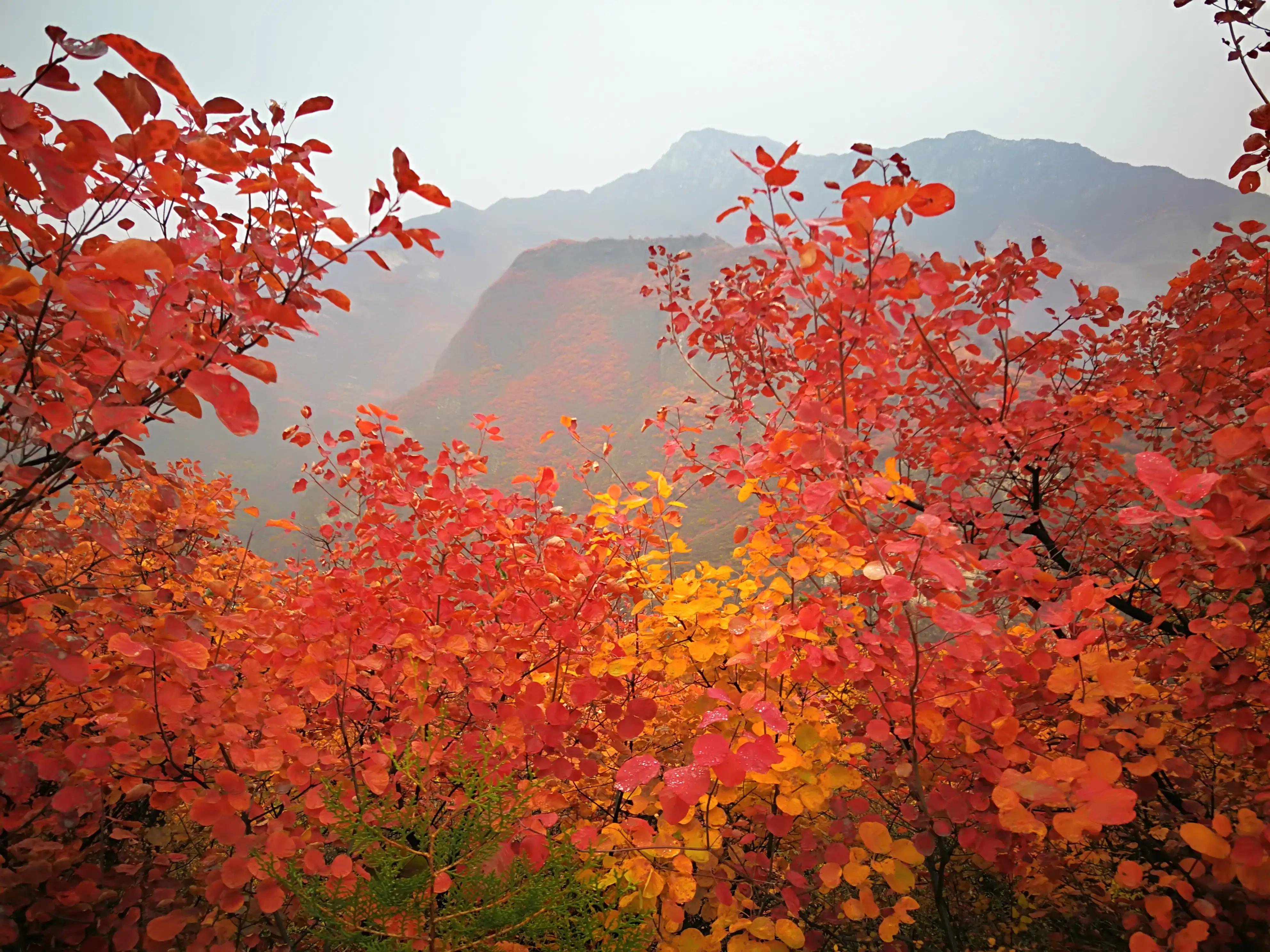 房山药王谷门票,房山药王谷风景区