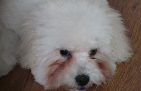 狗狗有泪痕要怎么可以彻底去除啊,狗狗泪痕怎么办