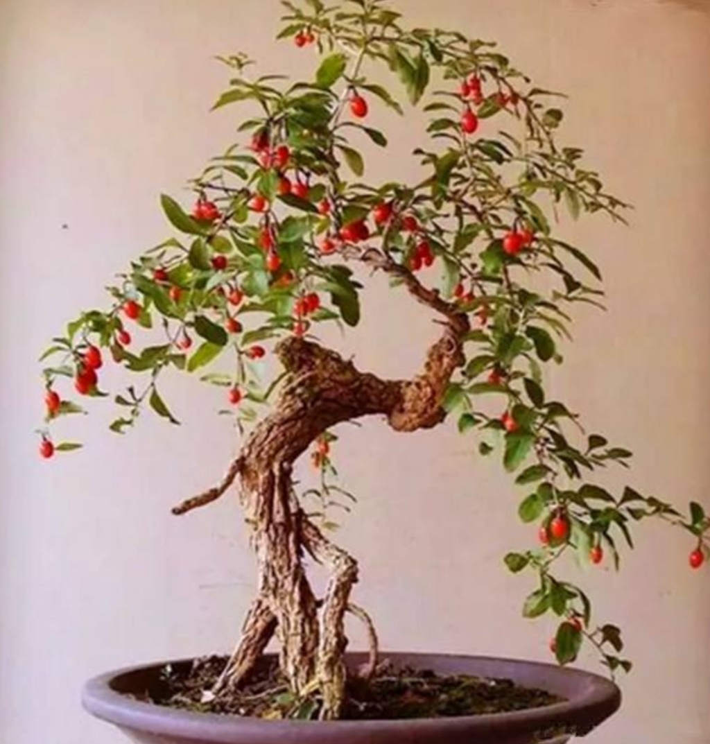 野采枸杞树怎么做盆景,怎么制作枸杞树盆景